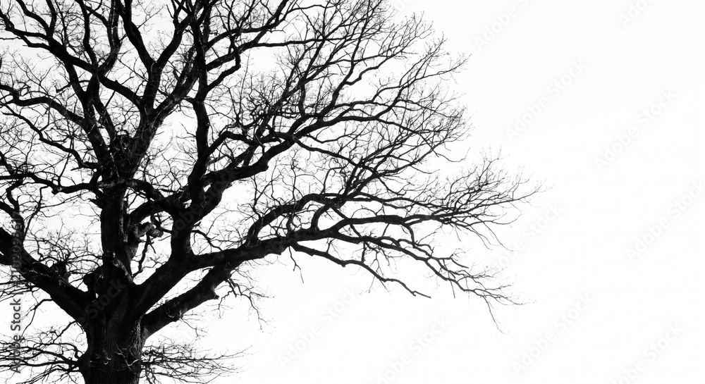 Fototapeta premium Silhouette of a bare oak tree with intricate branches spreading across the frame during winter season