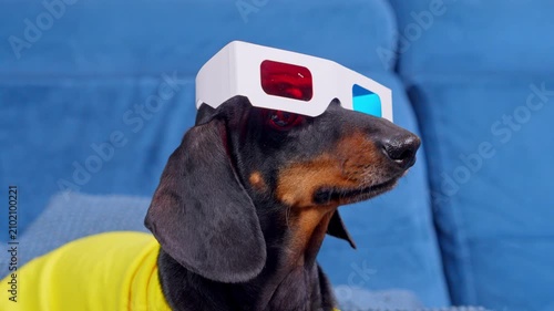 A black and tan dachshund dog in a yellow shirt wears retro paper anaglyph glasses on a blue sofa, a fun concept of home cinema and stereoscopic film entertainment.