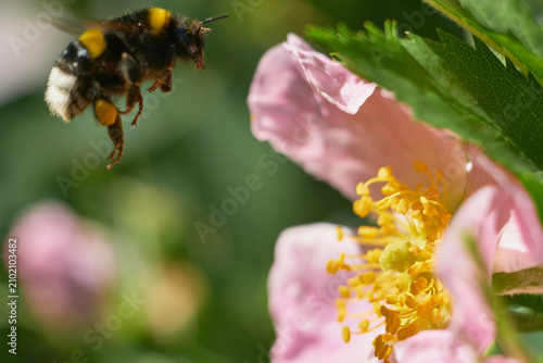 Konstfotografi Macro of a bumblebee flying near a briar flower in summer garden