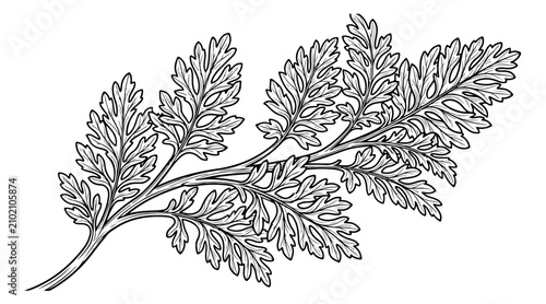 Foto Vintage botanical wormwood leaf illustration, hand drawn artemisia absinthium fo