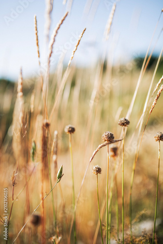 Dry Wild Grasses and Seed Heads in a Sunlit Summer Meadow Background