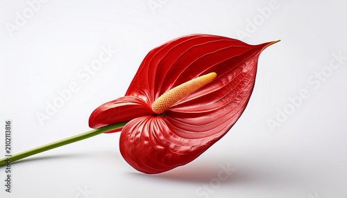 red anthurium white background