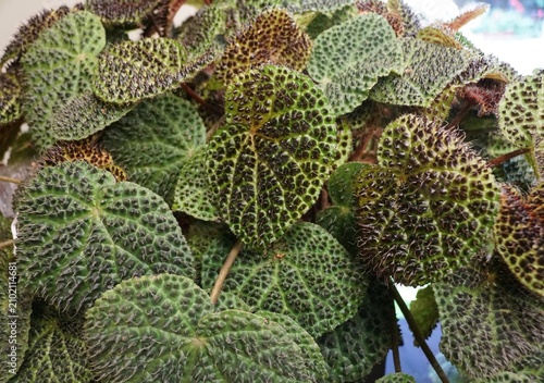 Begonia Melanobullata, a rare tropical begonia from Vietnam, prized for its dark, bullate leaves and compact, cascading growth habit.