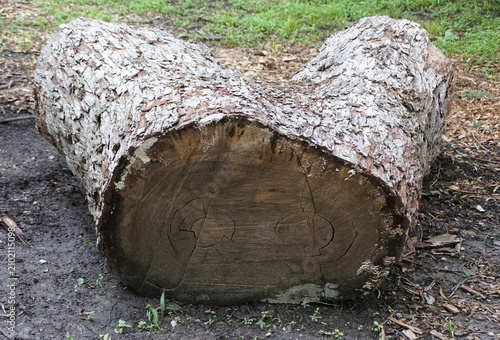 Cut tree trunk showing split V-shape, rough bark, visible growth rings, and cracks resting on soil