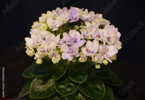 African violet 'Jolly Orchid' with soft purple flowers and fuzzy dark green leaves in a compact rosette.