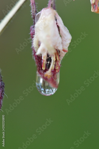 Fotografía Macro dew drop beneath a faded flower