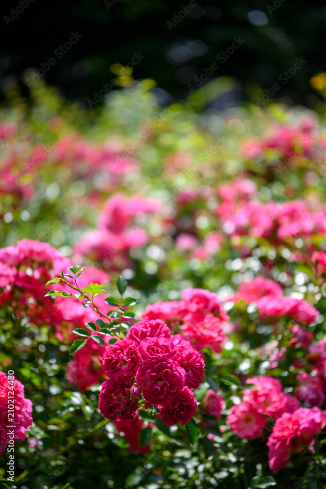 Obraz premium pink flowers in the garden