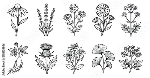 Bild auf Leinwand Minimalist botanical line art collection, 10 medicinal herb and wildflower vecto