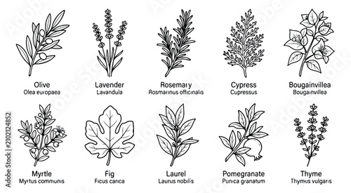 Bild auf Leinwand Vintage botanical herb illustrations, set of 10 hand drawn mediterranean plants