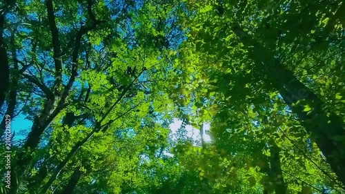 緑の森　太陽光