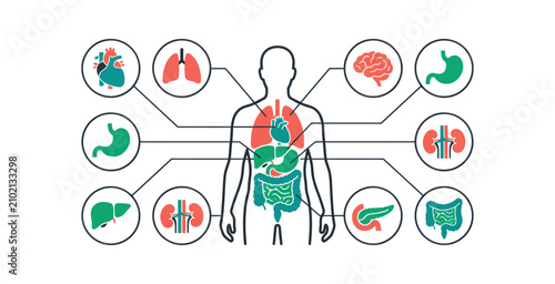 Human Internal Organs Anatomy Infographic