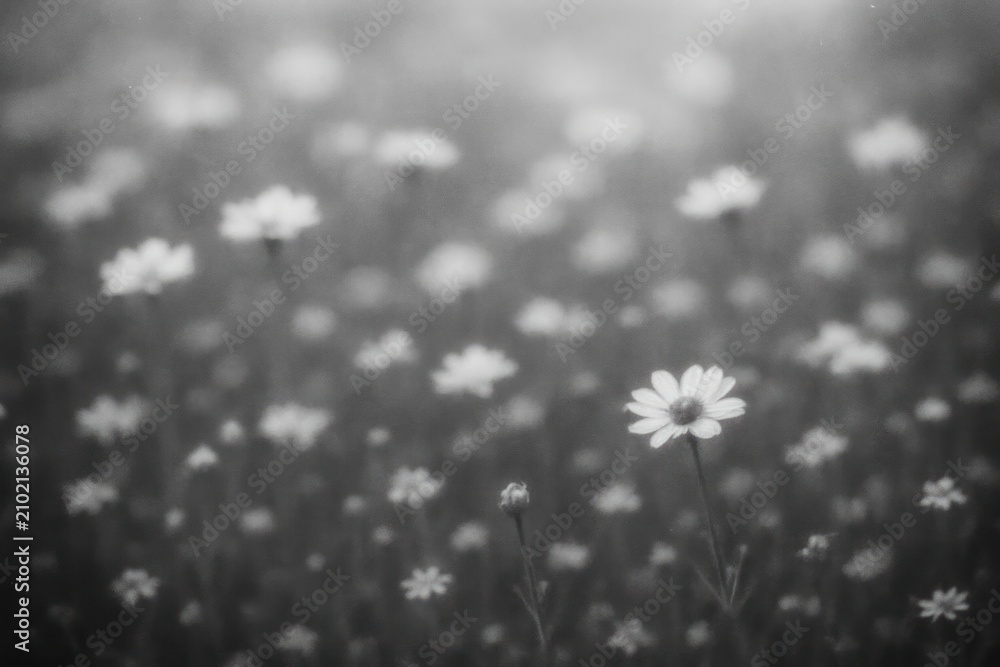 Obraz premium Serene monochrome field blossoms