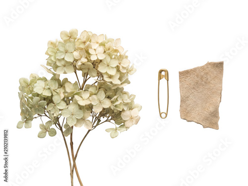 Dried hydrangea flower head with safety pin and piece of burlap as isolated on transparent background