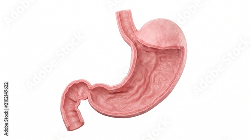 Three dimensional rendering of human stomach organ with detailed mucosal folds and texture isolated on white background for medical use with realistic illustration human