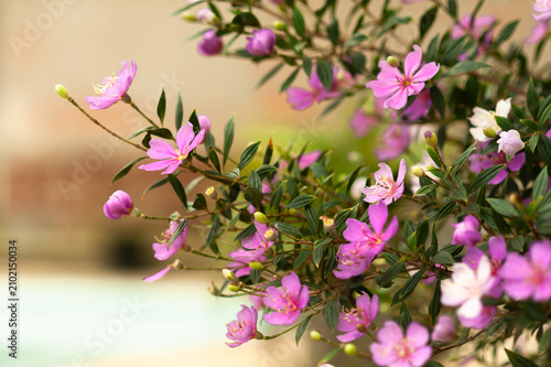 Flores do Jardim 01