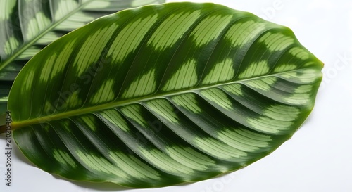 Large green leaf with white spots.
