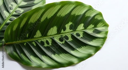 Large green leaf with variegated pattern.