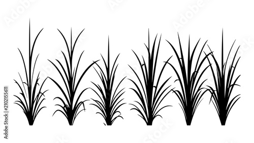 Foto Collection of Tall Grass Plants in Silhouette Style.