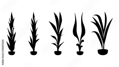 Fotografi Collection of Different Wheat and Grass Plant Silhouettes for Agriculture and Nature Design