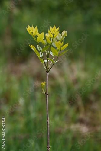 Canvastavla Young green sapling tree growing in a natural park with environment, woodland