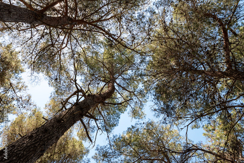 Ancient pine trees in Čikat Forest Park, Cres Island, Croatia