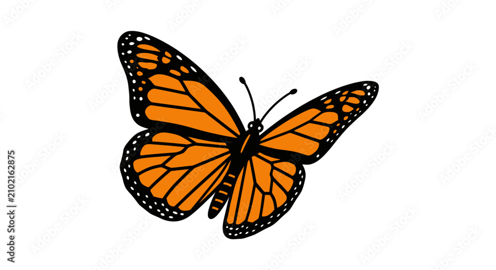Fototapeta premium Monarch butterfly vector illustration isolated on white background