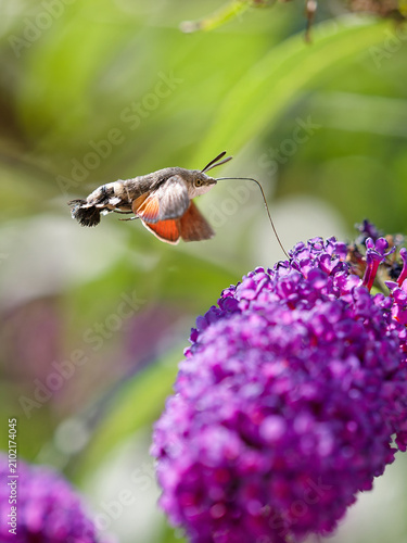 Foto Hummingbird hawk-moth in mid-air showing orange wings while feeding on purple bu