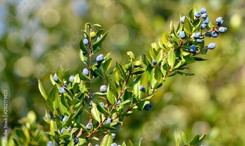 fresh myrtle