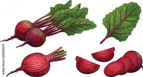 Canvastavla Fresh beetroot vector set with whole raw beets green leaves half cut and sliced