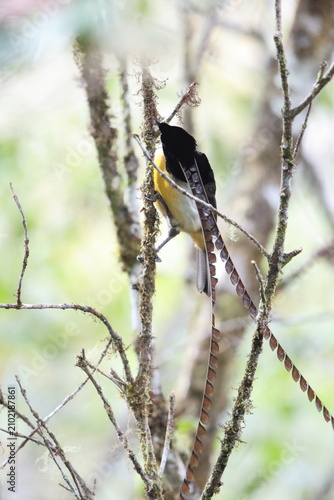 Photography King of Saxony bird-of-paradise (Pteridophora alberti) is a bird in the bird-of-paradise family (Paradisaeidae)