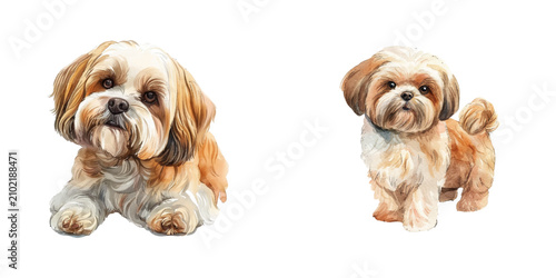 Canvastavla shih tzu watercolor vector illustration