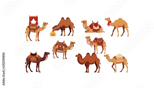 Bild auf Leinwand Camel vector character set featuring dromedary and bactrian camels walking sitti