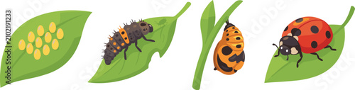 Konstfotografi Ladybug life cycle vector diagram showing eggs larva pupa and adult insect on gr