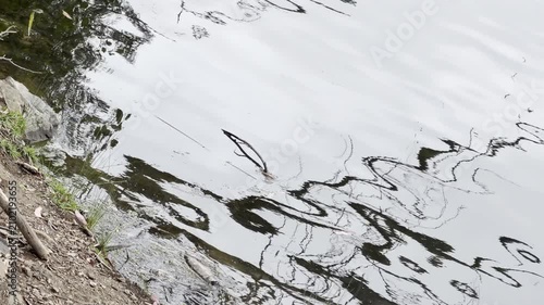 Tree branch reflections in a lake