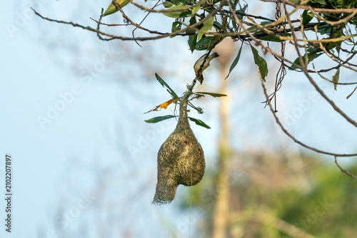 Foto Weaver Bird Building Intricate Hanging Nest in Tree Against Blue Sky