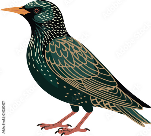 Starling bird cartoon animal vector on white background.