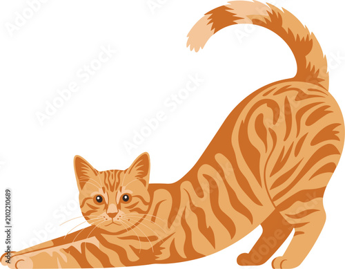 Orange cat vector on white background.