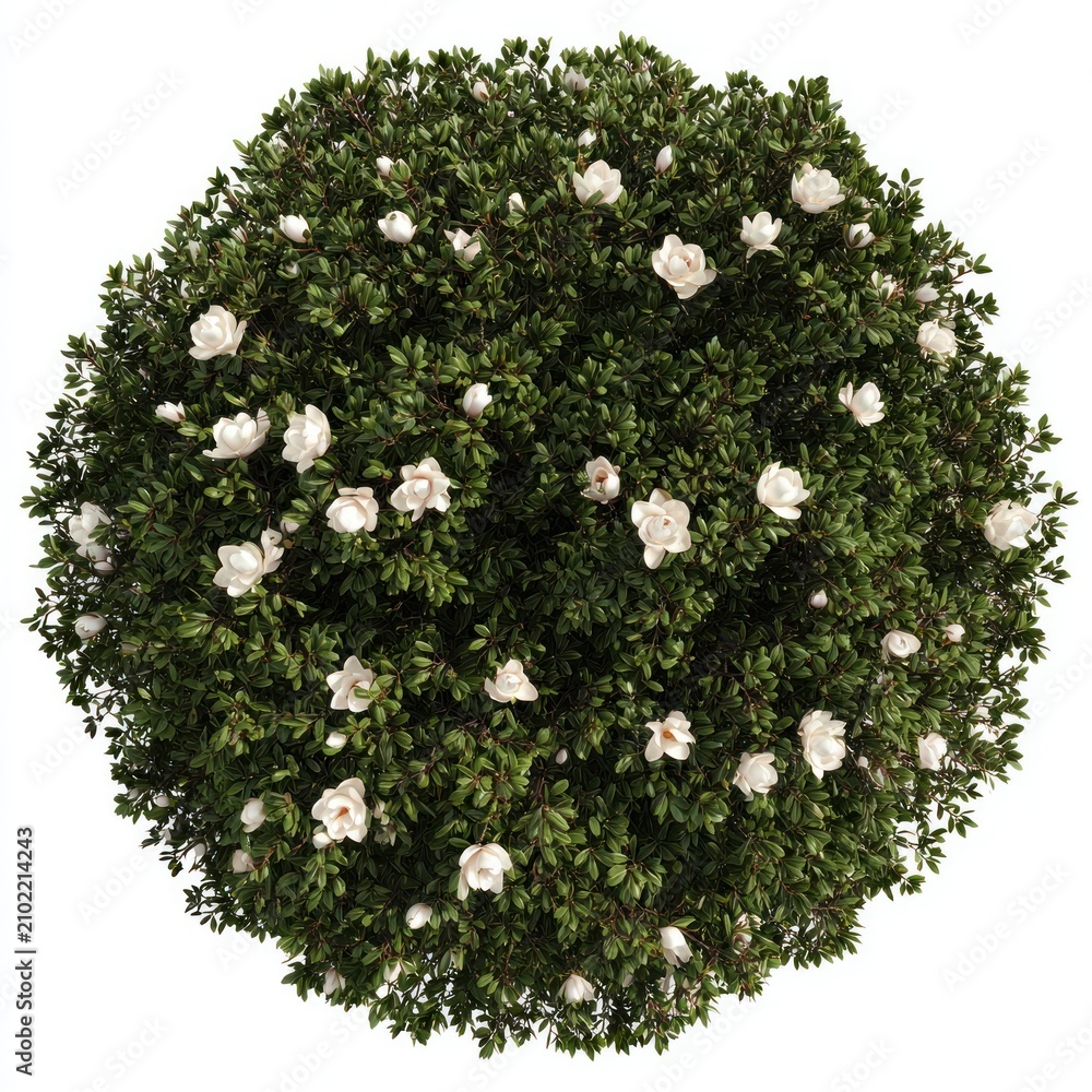 Fototapeta premium Lush gardenia bush top view.