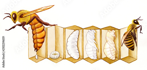 Billede på lærred Hand-painted honey bee life cycle illustration created with watercolor and colored pencils