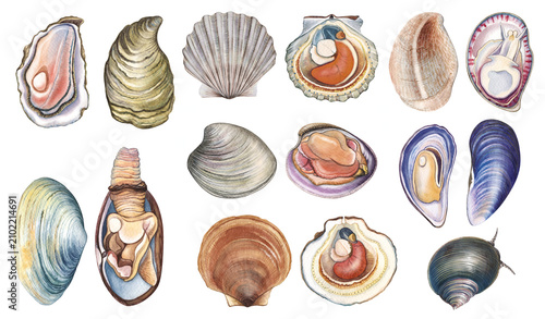 Tableau sur toile Hand-painted watercolor clipart set of marine mollusks with shells, anatomical cross sections, and living specimens