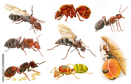 Hand-painted watercolor ant clipart set featuring a collection of realistic ant species, including queen ants and worker ants. Perfect for scientific, educational, entomology, wildlife design projects