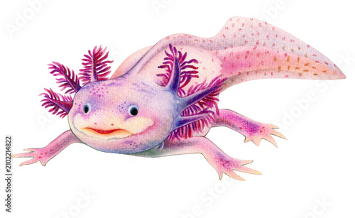 Hand-painted watercolor axolotl illustration with realistic details. Perfect for wildlife, amphibian, educational, scientific, branding, and nature-inspired design projects.