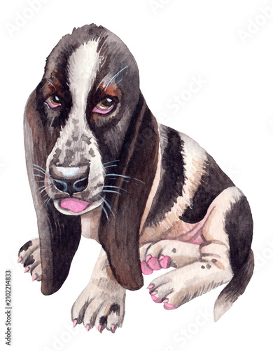 Hand-painted watercolor Basset Hound illustration with realistic details. Perfect for pet lovers, dog-themed designs, veterinary clinics, educational materials, branding, stationery, print projects