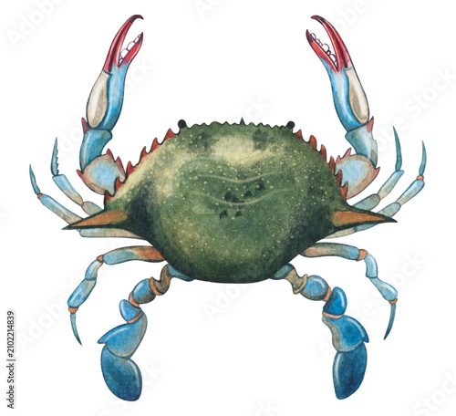 Hand-painted watercolor blue crab illustration. Perfect for marine biology, zoology, scientific publications, educational materials, seafood menus, natural history, branding, and print design projects