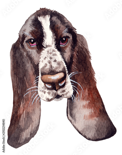 Hand-painted watercolor Basset Hound portrait. Perfect for pet lovers, veterinary clinics, dog-themed branding, stationery, greeting cards, and print design projects.