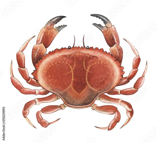 Hand-painted watercolor Jonah crab illustration. Perfect for marine biology, zoology, scientific publications, educational materials, seafood menus, natural history, branding, and print design project