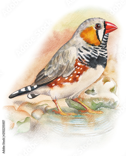 Hand-painted zebra finch illustration created with watercolor and colored pencils. Perfect for ornithology, zoology, educational materials, scientific publications, natural history, wildlife art