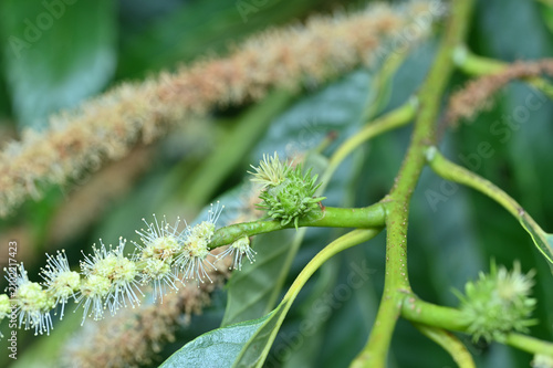 Foto 成長し始めた雌花（植物の生態・結実）
