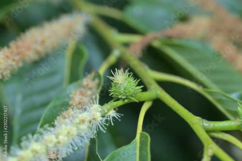 Fotografie 成長し始めた雌花のイガ（植物の生態・結実）