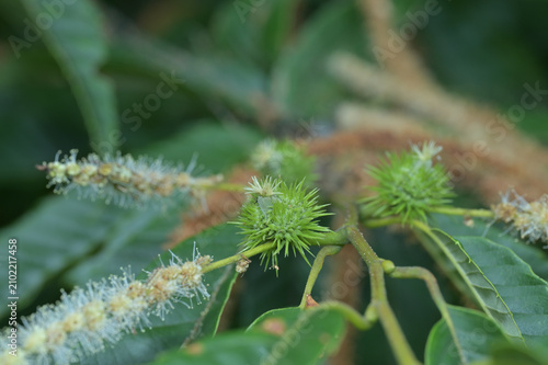 Fotografía 成長し始めた雌花（植物の生態・結実）